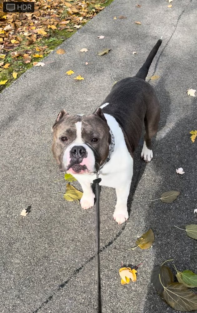 Pawsitive Vibes - pet boarding facility in Fort Wayne, IN
