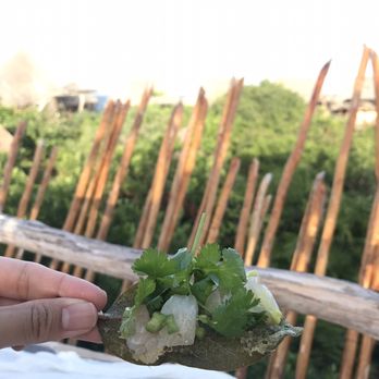 Kin Toh - White fish ceviche with cilantro on a fried leaf chip - Yucatan Near Me - Tulum, ROO Kin Toh - White fish ceviche with cilantro on a fried leaf chip - Yucatan Near Me - Tulum, ROO