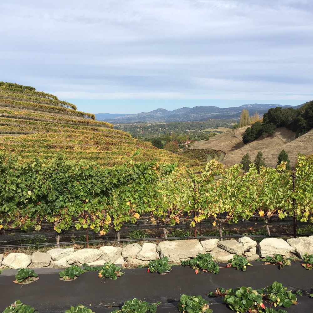 Destination Napa Valley - Beautiful views - Wine Tours Near Me - Napa, California Destination Napa Valley - Beautiful views - Wine Tours Near Me - Napa, California