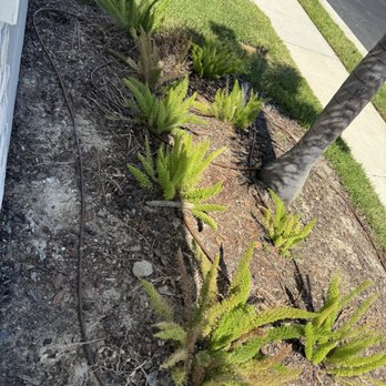 Great Roots Lawn & Pool Services - How he left our yard - Lawn Services Near Me - Holiday, Florida Great Roots Lawn & Pool Services - How he left our yard - Lawn Services Near Me - Holiday, Florida