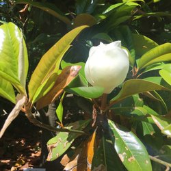 Mary's Plant Farm & Landscpg - Beautiful magnolias grandiflora "Victoria"!