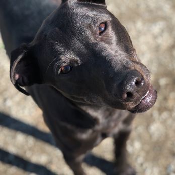 Valley Oak SPCA Adoption Center - Pepper (Adopted ) - Animal Shelters Near Me - Visalia, California Valley Oak SPCA Adoption Center - Pepper (Adopted ) - Animal Shelters Near Me - Visalia, California