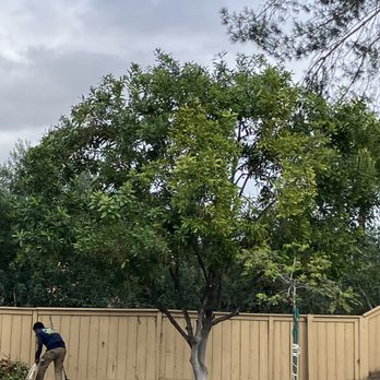 Westview Tree Experts - Tree Services Near Me - Vista, California