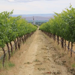 Dineen Vineyards