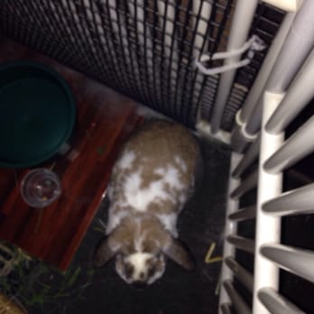 The Bunny Hay Loft - Pet Sitting Near Me - San Jose, California The Bunny Hay Loft - Pet Sitting Near Me - San Jose, California