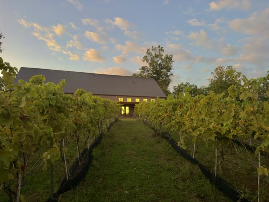 Limoges Cellars - Vineyard, Farm & Winery by null