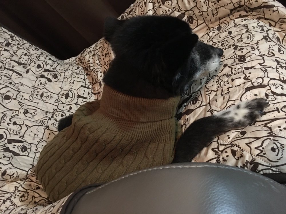 THE PET STOP ON WOODWAY Updated August 2024 28 Photos & 38 Reviews