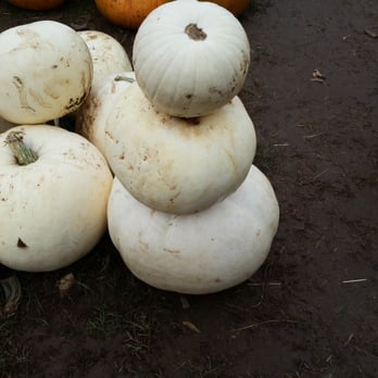Lyman Orchards - Pumpkin snow man. - Fruits & Veggies Near Me - Middlefield, Connecticut