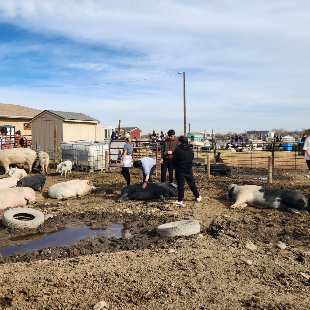 Broken Shovels Farm Sanctuary - Pigs & people sharing time & belly rubs - Farms Near Me - Henderson, Colorado Broken Shovels Farm Sanctuary - Pigs & people sharing time & belly rubs - Farms Near Me - Henderson, Colorado