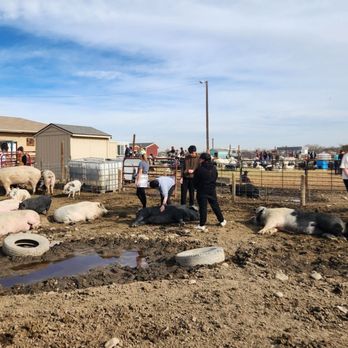 Broken Shovels Farm Sanctuary - Pigs & people sharing time & belly rubs - Farms Near Me - Henderson, Colorado