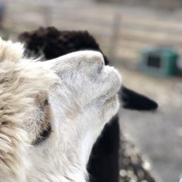 Llama face