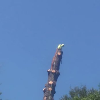 Zaragoza Tree Services - Zaragoza Tree Services - Tree Services Near Me - Concord, California Zaragoza Tree Services - Zaragoza Tree Services - Tree Services Near Me - Concord, California