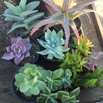 Ricardo's Nursery - Beautiful succulents!!! - Nurseries & Gardening Near Me - Long Beach, California Ricardo's Nursery - Beautiful succulents!!! - Nurseries & Gardening Near Me - Long Beach, California