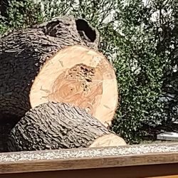K & A Tree Service - Tree trunk