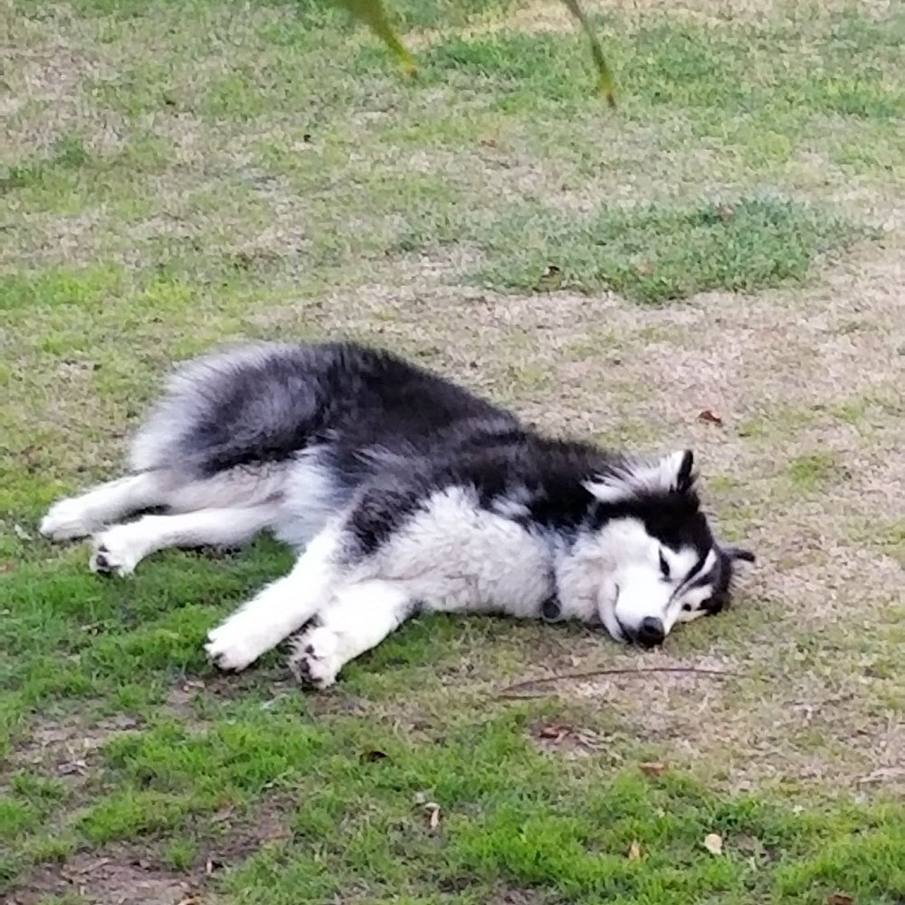 GOfetch - Ragnar is dunzo for the day - Pet Training Near Me - Long Beach, California GOfetch - Ragnar is dunzo for the day - Pet Training Near Me - Long Beach, California