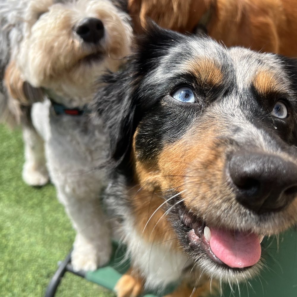 A Bark Idea - Pet Training Near Me - Redondo Beach, California A Bark Idea - Pet Training Near Me - Redondo Beach, California