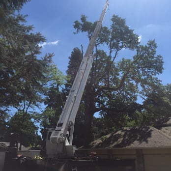 Arbor Now - Removing large branches - Tree Services Near Me - Happy Valley, Oregon