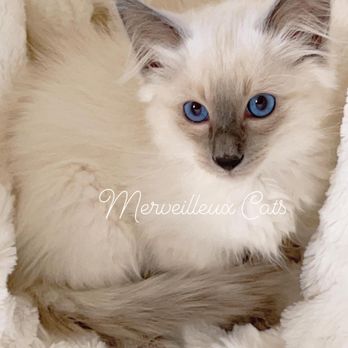 Merveilleux Cats - Pet Breeders Near Me Merveilleux Cats - Pet Breeders Near Me