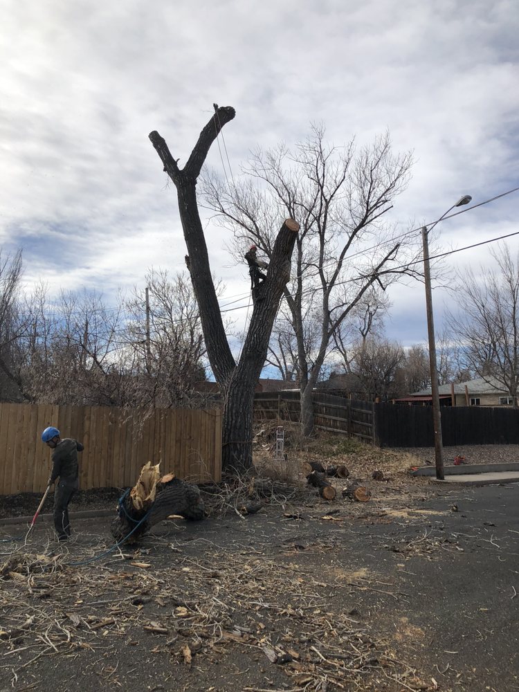 JW Tree Care - tree service in Denver, CO