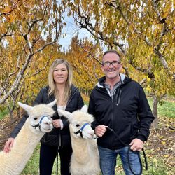 SunCrest Orchard Alpacas - Alpaca trek