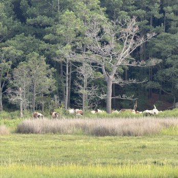 Assateague Explorer - Rafting/Kayaking Near Me - Chincoteague Island, Virginia Assateague Explorer - Rafting/Kayaking Near Me - Chincoteague Island, Virginia