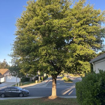 Golden Oaks Tree Care - Tree Services Near Me Golden Oaks Tree Care - Tree Services Near Me
