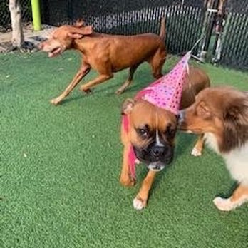 DogsWorld Resort - Pet Sitting Near Me - Jupiter, Florida