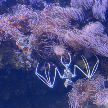 Waikiki Aquarium - 10/2026 - Aquariums Near Me - Honolulu, Hawaii