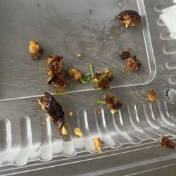Pollo Regio - Chicken skin tacos