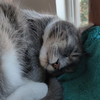 Leafy Paw Animal Care - Snuggles! - Pet Sitting Near Me - Cincinnati, Ohio Leafy Paw Animal Care - Snuggles! - Pet Sitting Near Me - Cincinnati, Ohio
