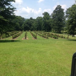 Mountain Meadows Farms - Rows of berries to pick from