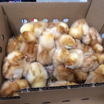 Ace Peel Hardware & Supply - Every spring we begin the brokerage of chicks, ducks and turkeys! - Hardware Stores Near Me - Caledon, Ontario Ace Peel Hardware & Supply - Every spring we begin the brokerage of chicks, ducks and turkeys! - Hardware Stores Near Me - Caledon, Ontario