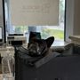 Noble Pet Hospital