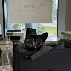 Noble Pet Hospital - Oreo likes Noble Pet Hospital