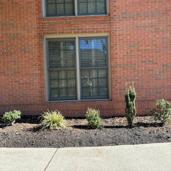 For Them Tree Services - 3 small butterfly bush plantings - Tree Services Near Me - Knoxville , Tennessee