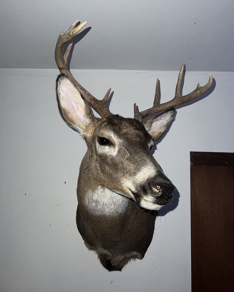 Mike Palmer Taxidermy - taxidermy in New Berlin, WI