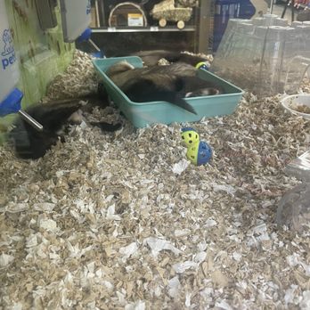 Petco - I caught them at the wrong time, as they were clearly napping. I've always wanted a ferret btw. One day! - Pet Training Near Me - Humble, Texas Petco - I caught them at the wrong time, as they were clearly napping. I've always wanted a ferret btw. One day! - Pet Training Near Me - Humble, Texas