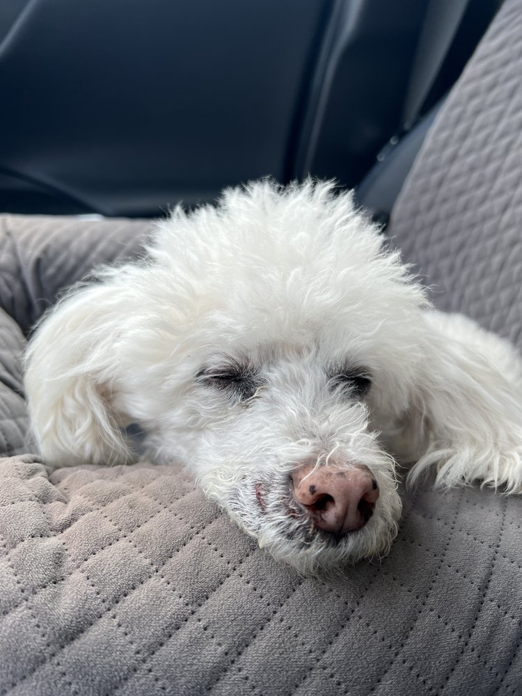 VETERINARY EMERGENCY GROUP 112 Photos & 253 Reviews 2431 San Ramon