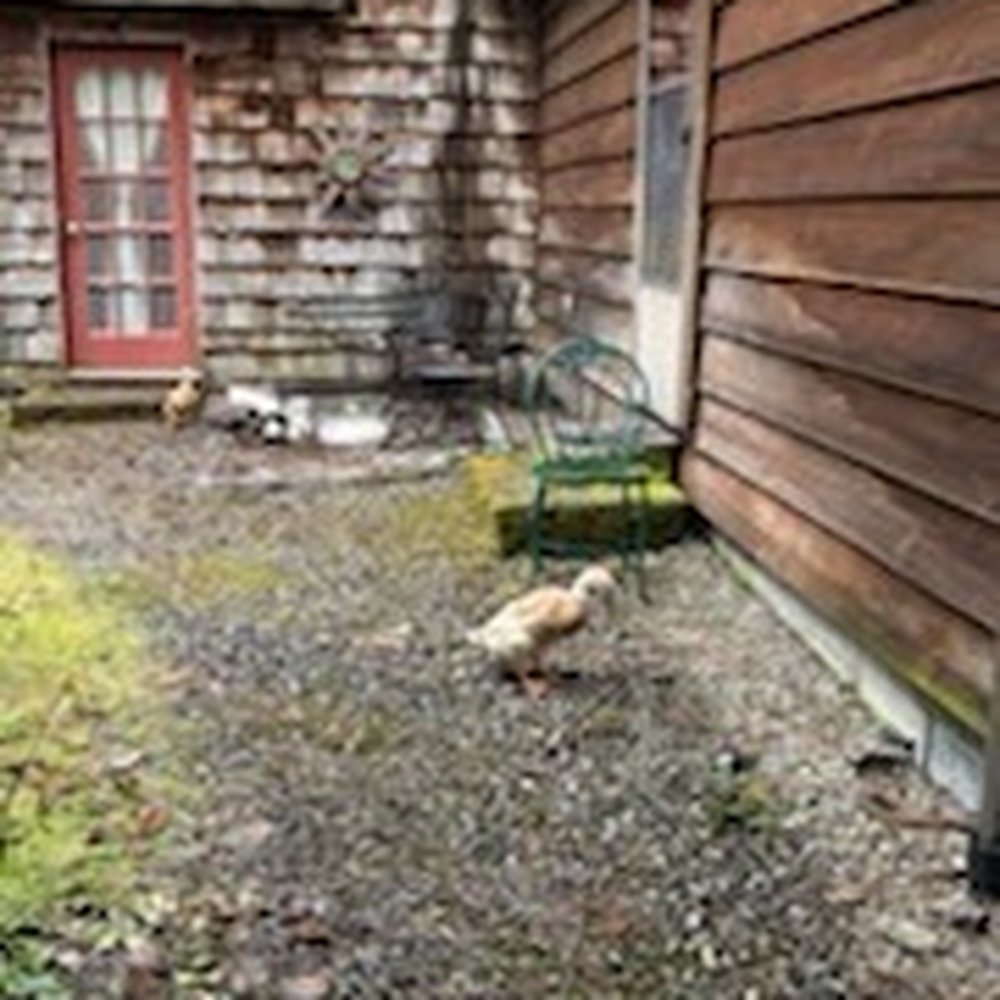 Manitou Lodge B&B - Ducks - Hotels Near Me - Forks, Washington Manitou Lodge B&B - Ducks - Hotels Near Me - Forks, Washington