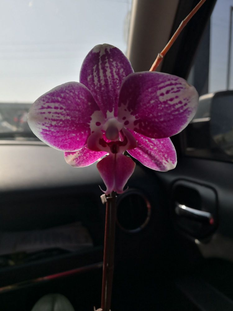 LOWE’S HOME IMPROVEMENT Updated June 2024 20 Photos 1420 General Cavazos Blvd, Kingsville