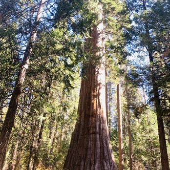 Nelder Grove - November 3, 2019 Sunday - Hiking Near Me