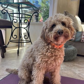 Lush Spaw - Pet Groomers Near Me - San Jose, California Lush Spaw - Pet Groomers Near Me - San Jose, California