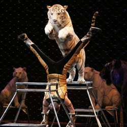 Shrine Circus - Shrine Circus - Jurgen Nerger