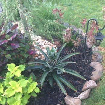 Rehoboth Guest House - Pineapple growing in the backyard! - Guest Houses Near Me - Rehoboth Beach, Delaware Rehoboth Guest House - Pineapple growing in the backyard! - Guest Houses Near Me - Rehoboth Beach, Delaware