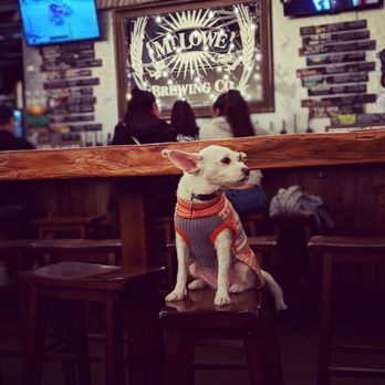 Mt. Lowe Brewing Co. - Pups and pints! - Breweries Near Me - Arcadia, California Mt. Lowe Brewing Co. - Pups and pints! - Breweries Near Me - Arcadia, California