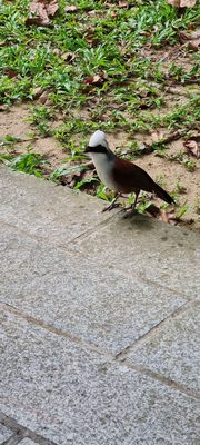 Bukit Batok Nature Park by null