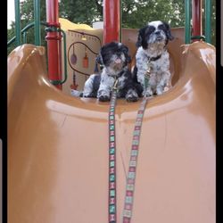Chester County Courthouse - Domino had a great life until shannon stanek intentionally killed him on dec 2 2021. This court does not care about any animals life