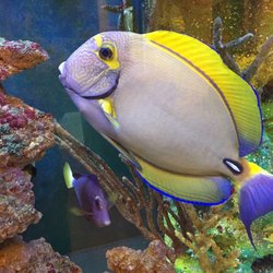Aquarium Masters - Ray's Dussumieri Tang