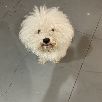 Bubbles On Wheels - Pet Groomers Near Me