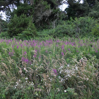 Rob Hampson-Community Realty - Fireweed - Real Estate Agents Near Me - Arcata, California Rob Hampson-Community Realty - Fireweed - Real Estate Agents Near Me - Arcata, California